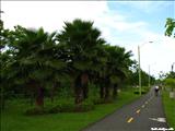 Paseo Lineal del Río Bayamón - BAYAMÓN
